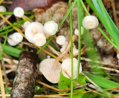 Collybia