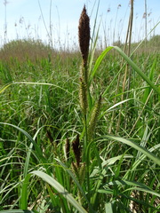 Carex riparia
