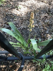 Sorghum