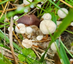 Collybia