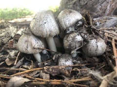 Coprinopsis romagnesiana