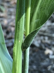 Sorghum