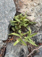 Moehringia macrophylla