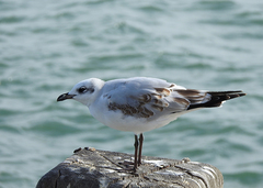 Ichthyaetus melanocephalus