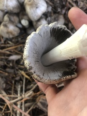 Coprinopsis romagnesiana