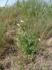 Papaver dubium