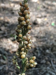 Sorghum