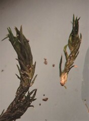 Grimmiaceae