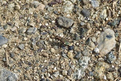 Cicindela japana