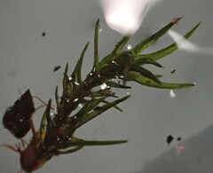 Grimmiaceae