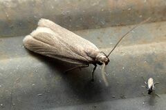 Acompsia cinerella