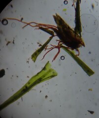 Grimmiaceae