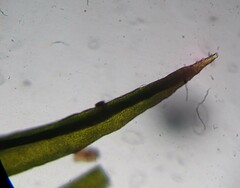 Grimmiaceae