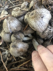 Coprinopsis romagnesiana