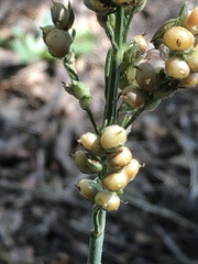 Sorghum