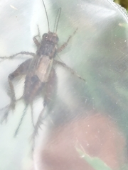 Allonemobius maculatus