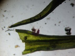 Grimmiaceae