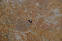 Abida secale