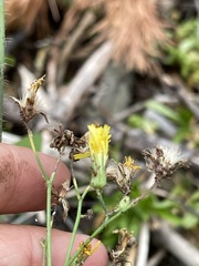 Hieracium scouleri