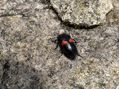 Astylus aulicus