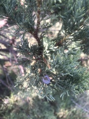 Juniperus virginiana