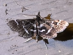 Diasemiodes janassialis