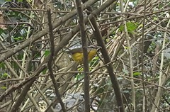 Basileuterus culicivorus