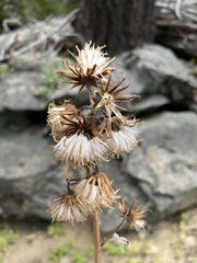 Cacaliopsis nardosmia