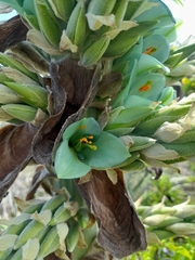 Puya alpestris