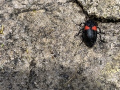 Astylus aulicus