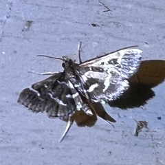 Diasemiodes janassialis