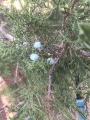 Juniperus virginiana