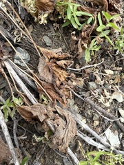 Cacaliopsis nardosmia