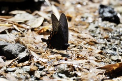 Papilio demetrius demetrius