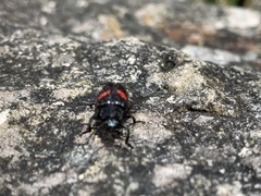 Astylus aulicus