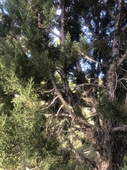 Juniperus virginiana