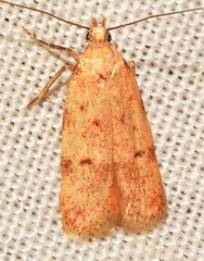 Symmoca dodecatella