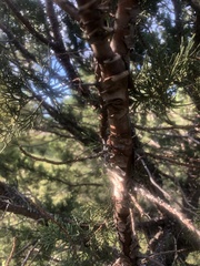 Juniperus virginiana
