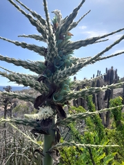 Puya alpestris