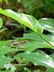 Anolis aeneus