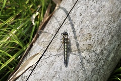 Orthetrum japonicum