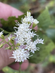 Ageratina aromatica