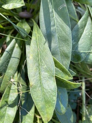 Coreopsis lanceolata