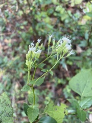 Ageratina aromatica