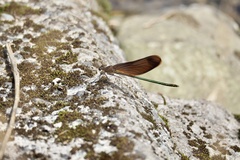 Calopteryx cornelia
