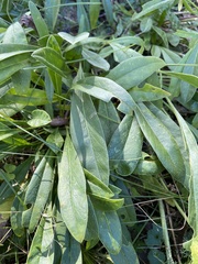 Coreopsis lanceolata