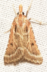 Stemmatophora borgialis