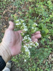 Ageratina aromatica