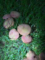 Boletus reticulatus