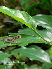 Anolis aeneus